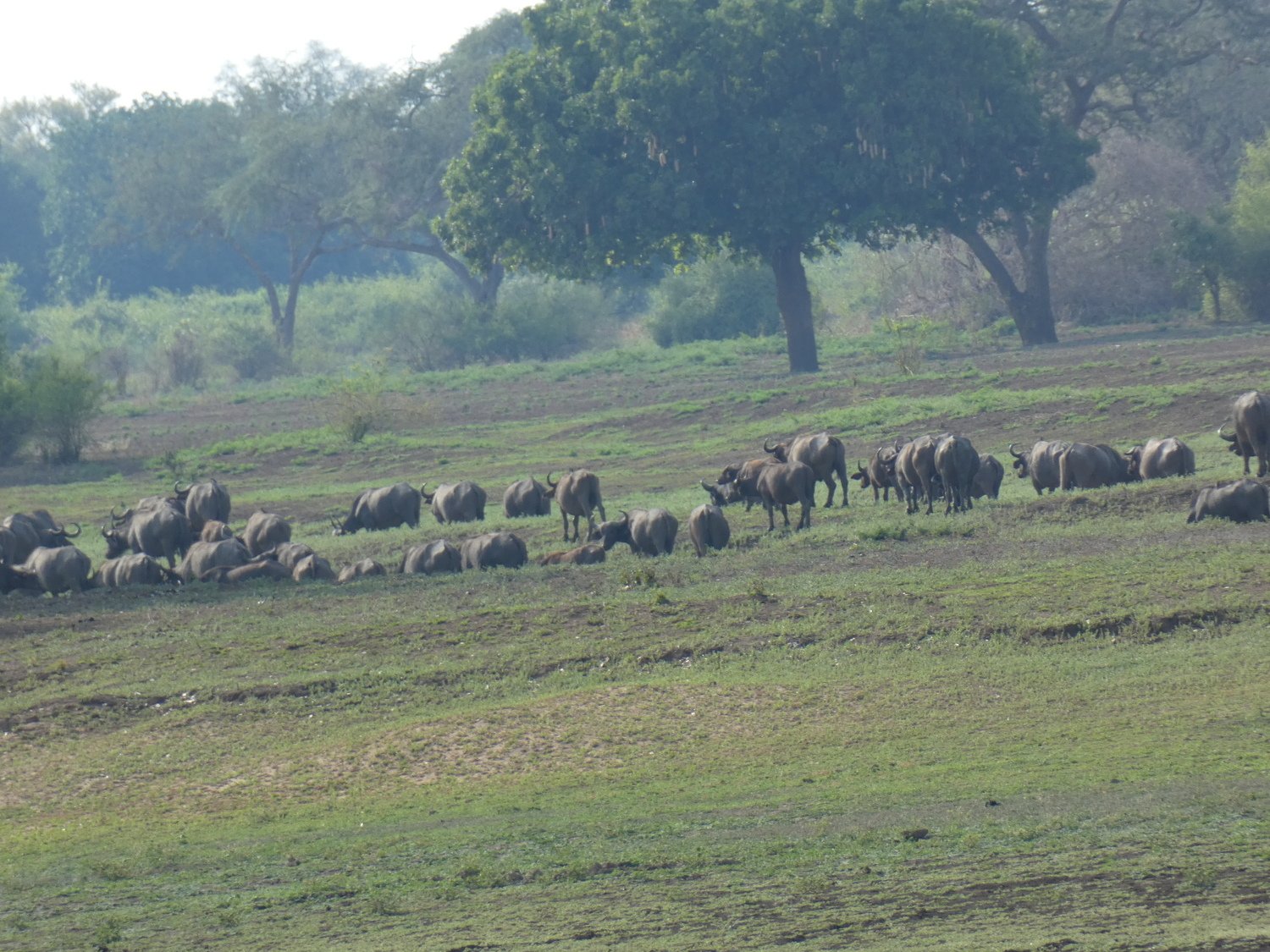 4 Days South Luangwa National Park&nbsp;