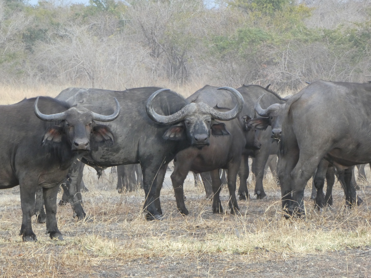 7 Days North Luangwa National Park&nbsp;