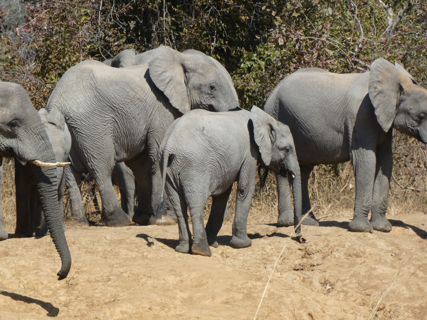 7 LOWER ZAMBEZI NATIONAL PARK&nbsp;